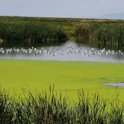 Farmington Bay Waterfowl Management Area - Farmington