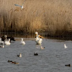 Farmington Bay Waterfowl Management Area - Farmington