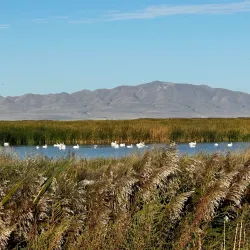Farmington Bay Waterfowl Management Area - Farmington