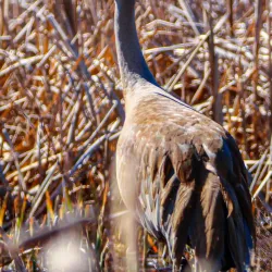 Farmington Bay Waterfowl Management Area - Farmington