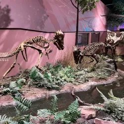 Museum of Ancient Life - Lehi