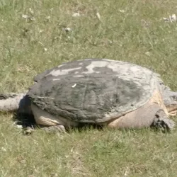 Mapleton Golf Course - Mapleton