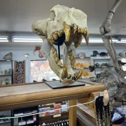 Moab Rock Shop & Museum - Moab