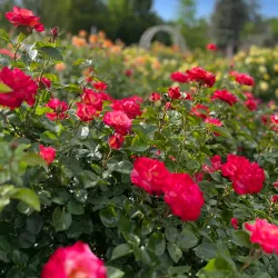 Ogden Botanical Gardens - Ogden