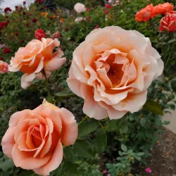 Ogden Botanical Gardens - Ogden