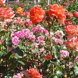 Ogden Botanical Gardens - Ogden