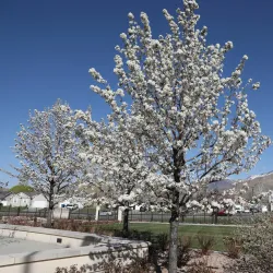 Payson Utah Temple - Payson