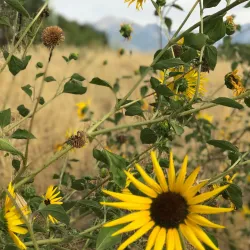 The Jordan River Parkway Trail - Riverton