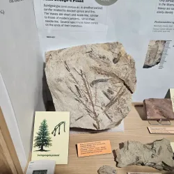 Dinosaur Discovery Site at Johnson Farm - Saint George