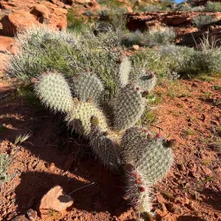 Red Cliffs Desert Reserve - Saint George