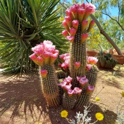 Red Hills Desert Garden - Saint George