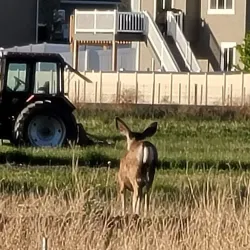 Utah Lake Trail - Saratoga Springs