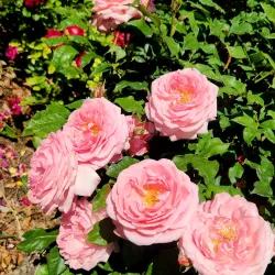 Spanish Fork Pioneer Park - Spanish Fork