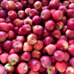 Brandon Farmers Market - Brandon