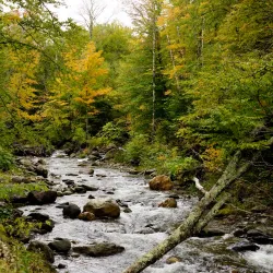 Green Mountain National Forest (nearby) - Brandon