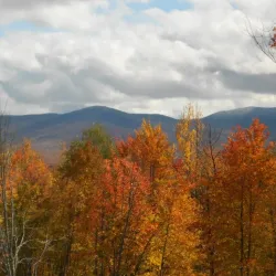 Mount Carmel State Forest - Brandon