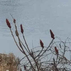 Otter Creek - Brandon