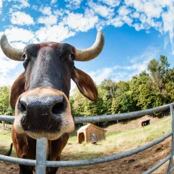 Retreat Farm - Brattleboro