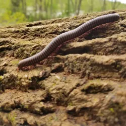 Springfield Farmers Market - Springfield