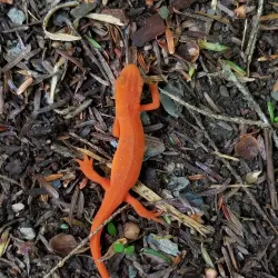 Springfield Farmers Market - Springfield