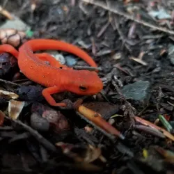 Springfield Farmers Market - Springfield