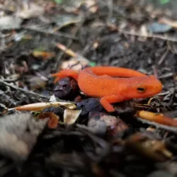 Springfield Farmers Market - Springfield
