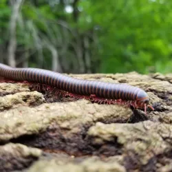 Springfield Farmers Market - Springfield