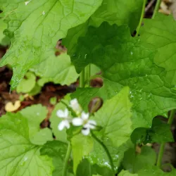 Springfield Farmers Market - Springfield