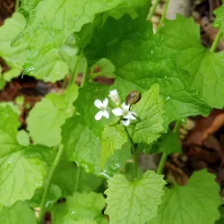 Springfield Farmers Market - Springfield
