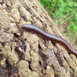 Springfield Farmers Market - Springfield