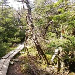 Mount Mansfield - Stowe