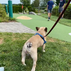 Stowe Golf Park - Stowe