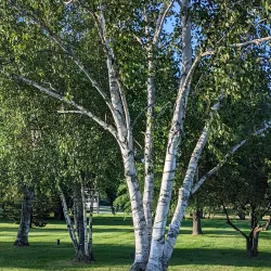 Stowe Recreation Path - Stowe