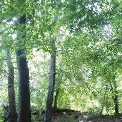 Appomattox River Trail - Appomattox