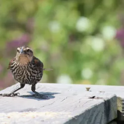 Broadlands Nature Center - Ashburn