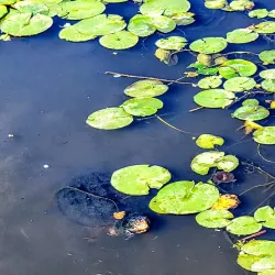 Broadlands Nature Center - Ashburn