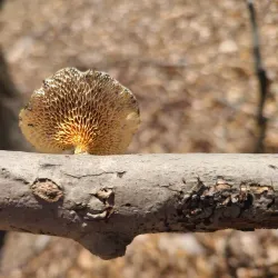 Bull Run Occoquan Trail - Centreville