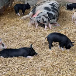 Cox Farms - Centreville