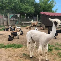 Cox Farms - Centreville