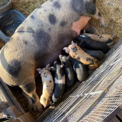 Cox Farms - Centreville