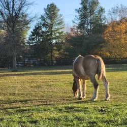 Frying Pan Farm Park - Centreville
