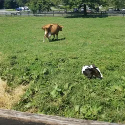 Frying Pan Farm Park - Centreville