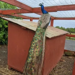 Frying Pan Farm Park - Centreville