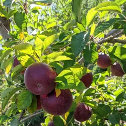 Carter Mountain Orchard - Charlottesville