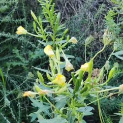 Huckleberry Trail - Christiansburg