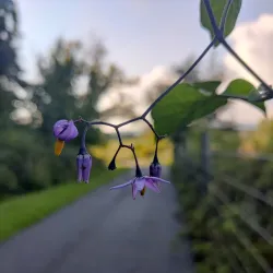 Huckleberry Trail - Christiansburg