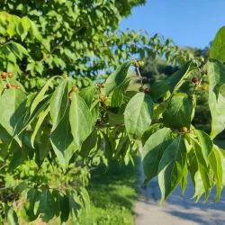 Huckleberry Trail - Christiansburg