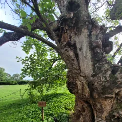 Chatham Manor - Fredericksburg