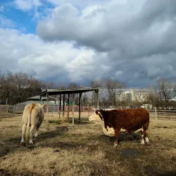 Bluebird Gap Farm - Hampton