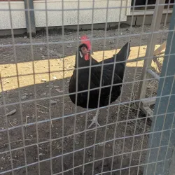 Bluebird Gap Farm - Hampton